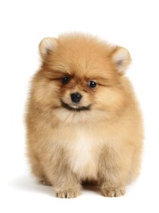 Dog Care
